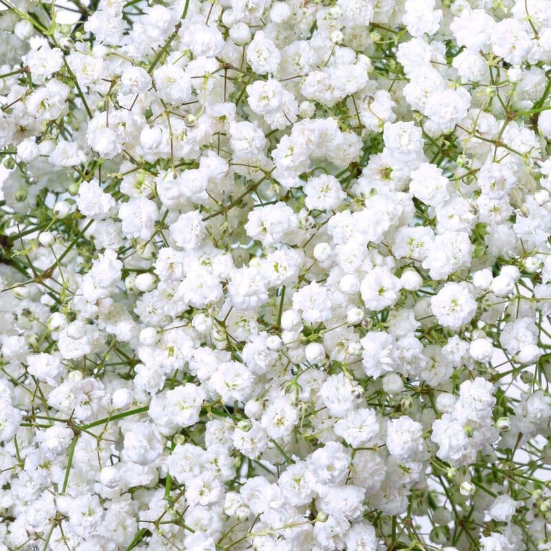 Baby’s Breath Xcellence (10 St Bunch) - Image 2