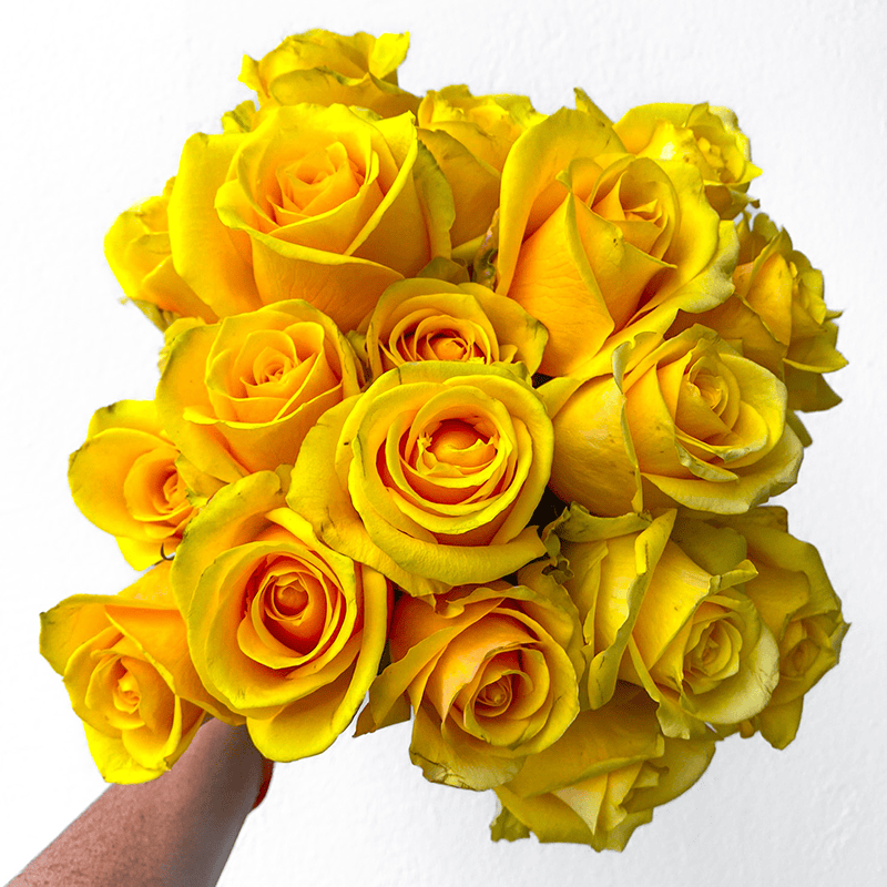 Butterscotch - Image 7