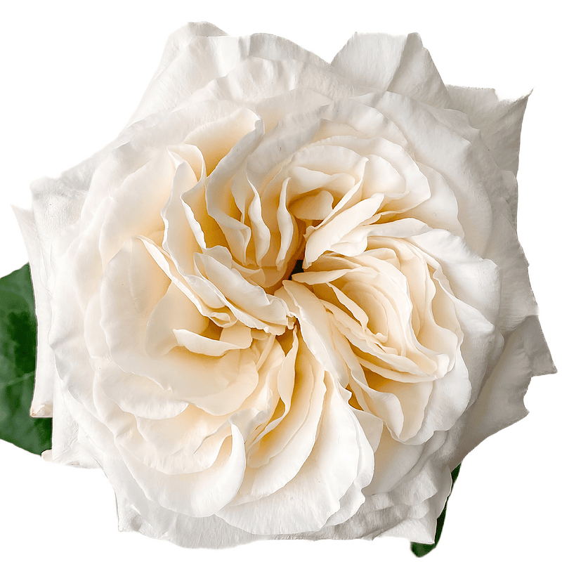 White O´Hara