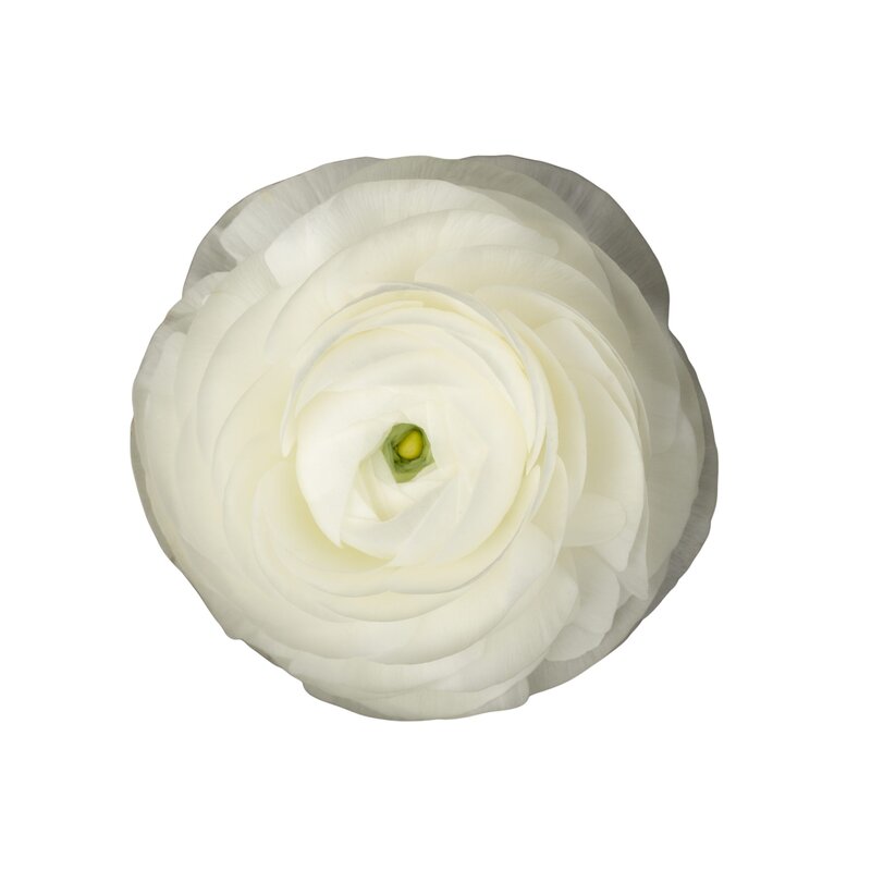 Ranunculus Elegance White