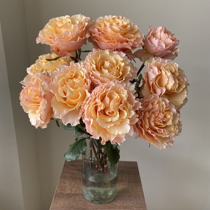 Campanella Peach - Image 2