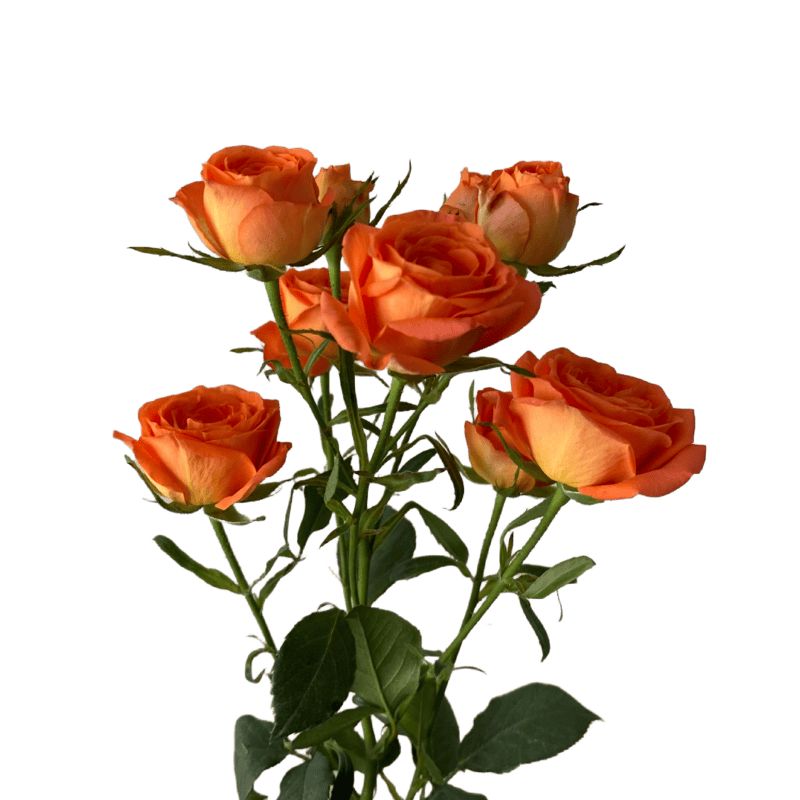 Spray Brilliant Star Taurus Orange