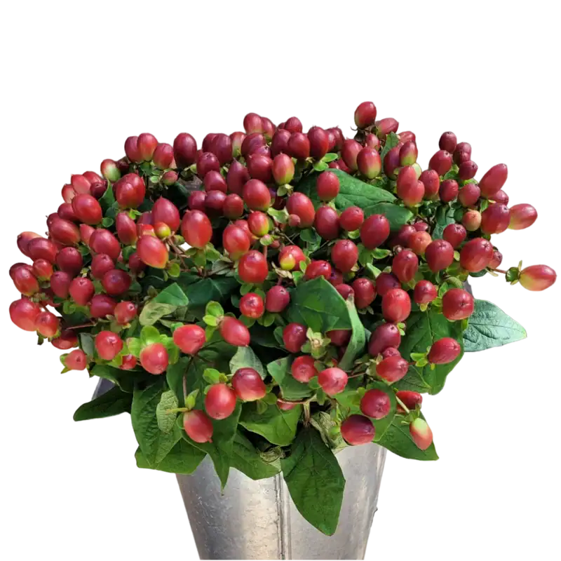 Hypericums