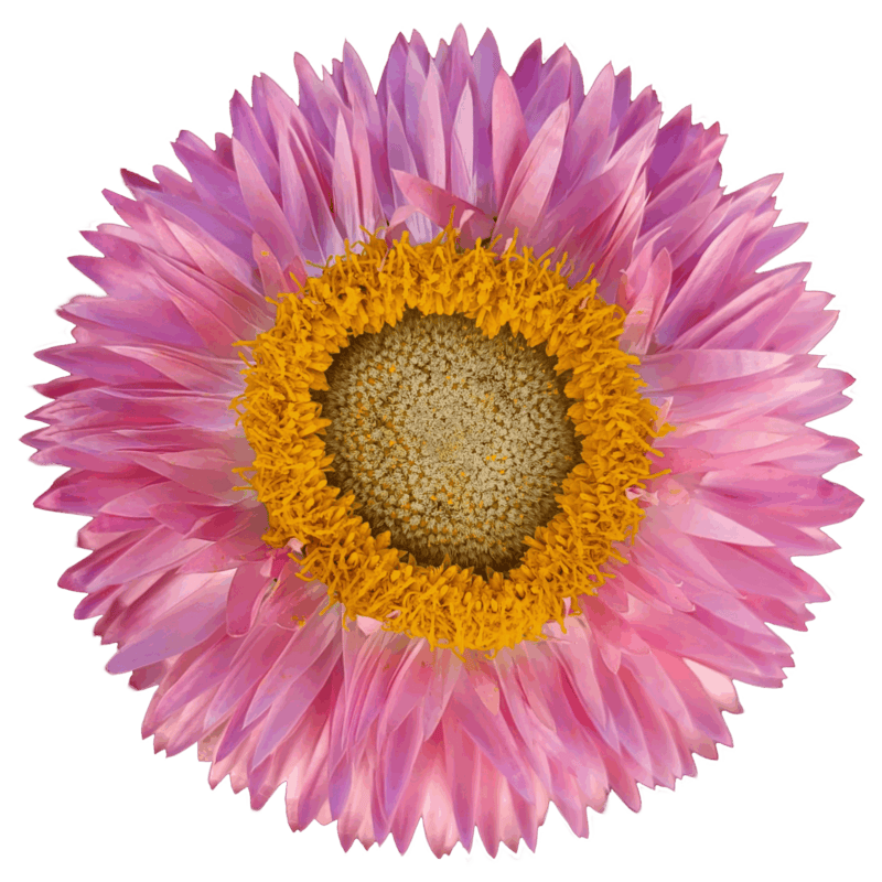 Strawflowers - Image 4