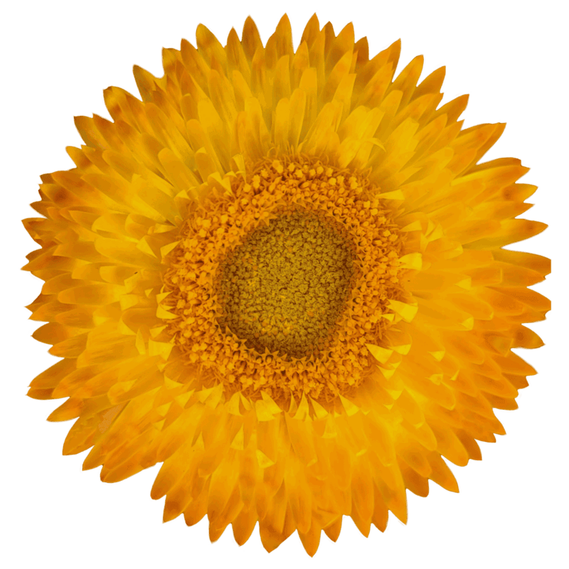 Strawflowers - Image 2