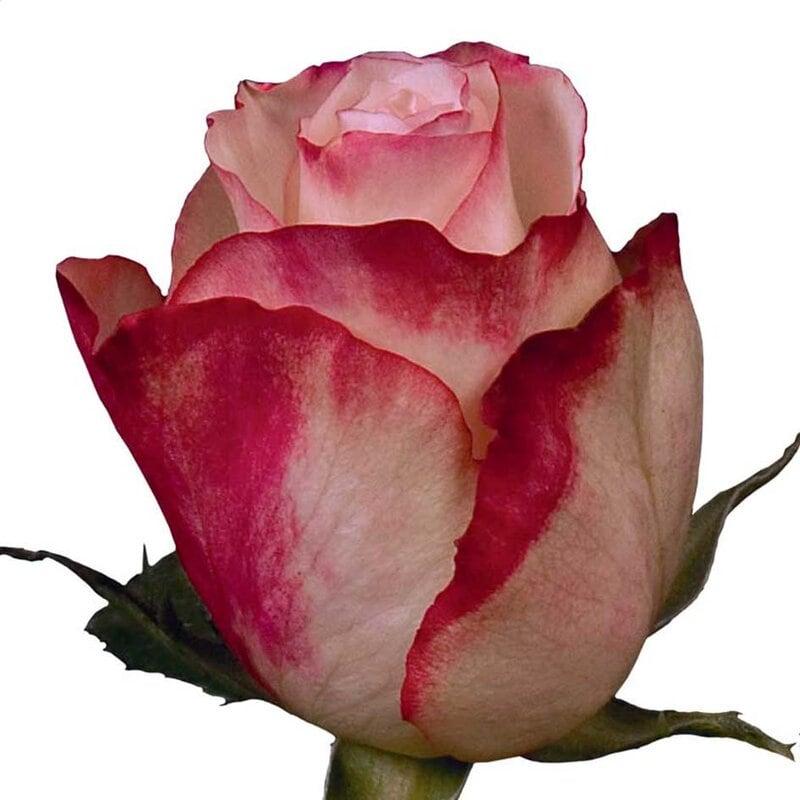 Sweetness (25 St Bunch-SM) - Image 2