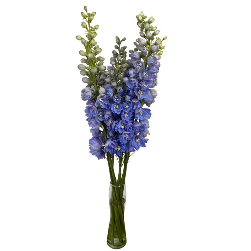 Delphinium Summer Skies