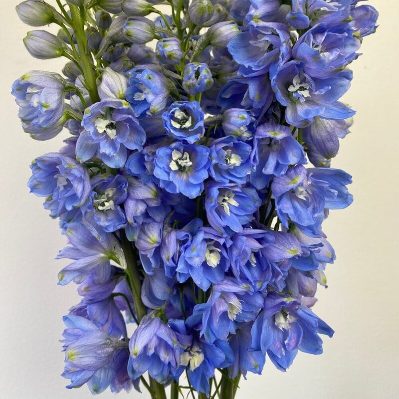 Delphinium Summer Skies - Image 3