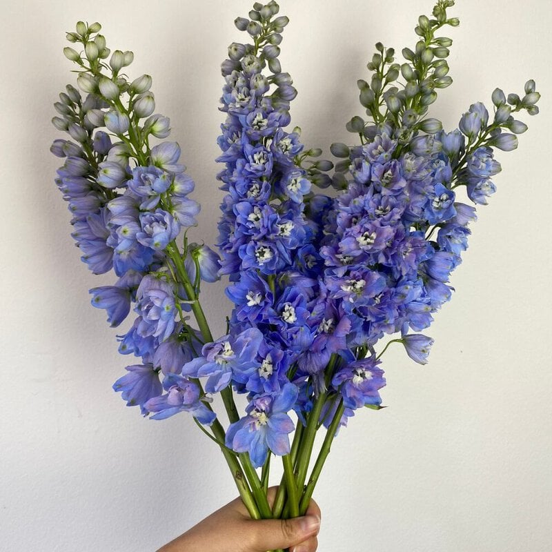 Delphinium Summer Skies - Image 2