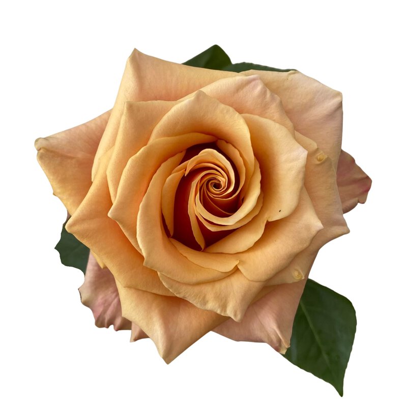 Pink Amaretto