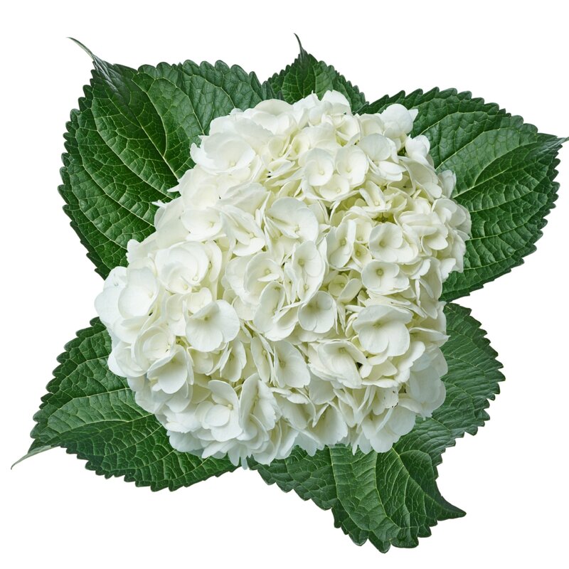 Hydrangea White Premium