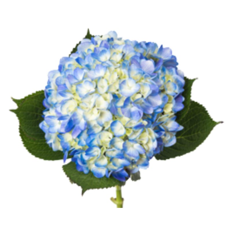 Hydrangeas Blue Premium