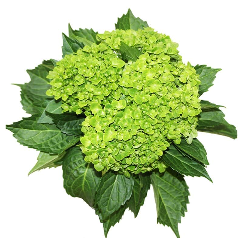 Hydrangeas Mini Green