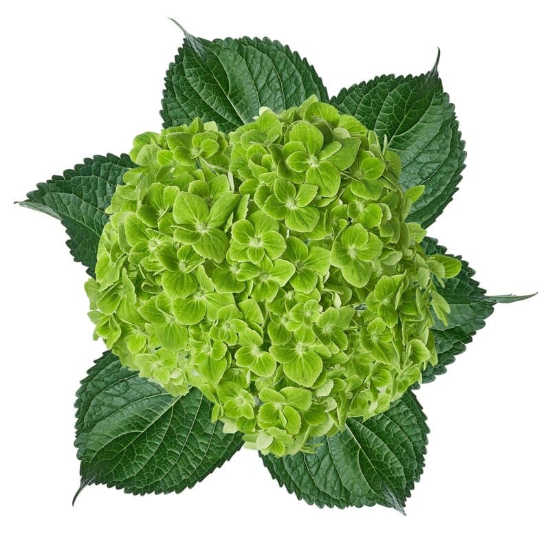 Hydrangeas Emerald
