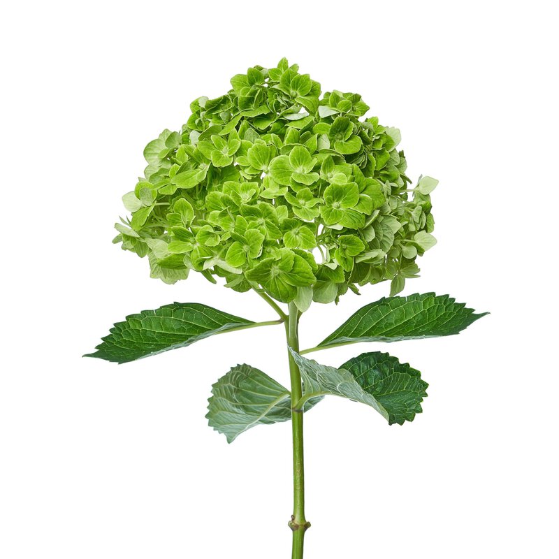 Hydrangeas Emerald - Image 2