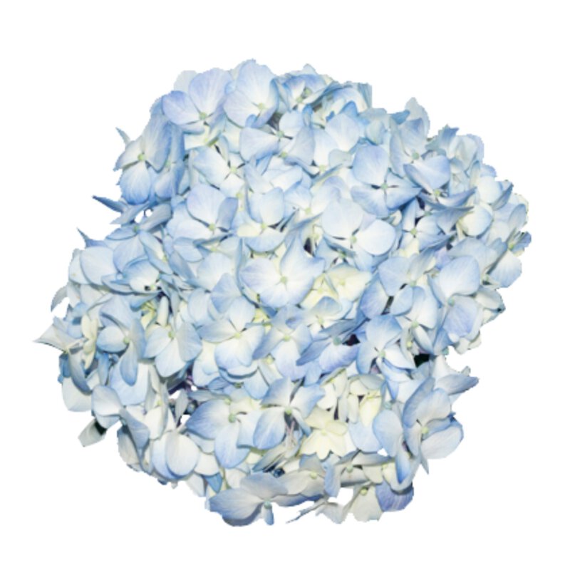 Hydrangeas Blue Select