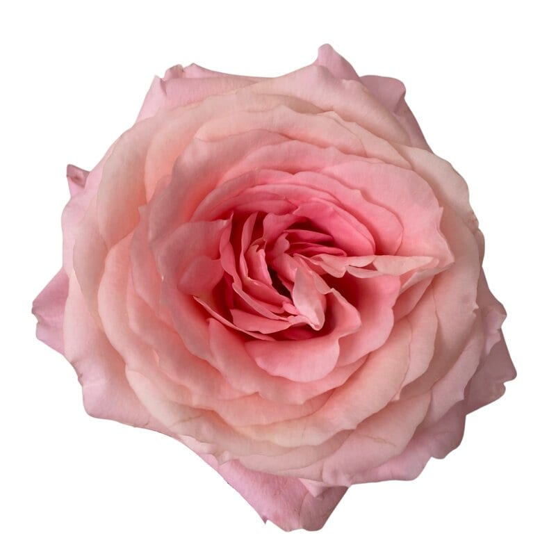 Mayra’s Bridal Pink
