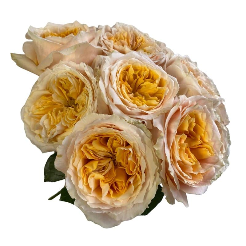 Chrystal Flame - Image 4
