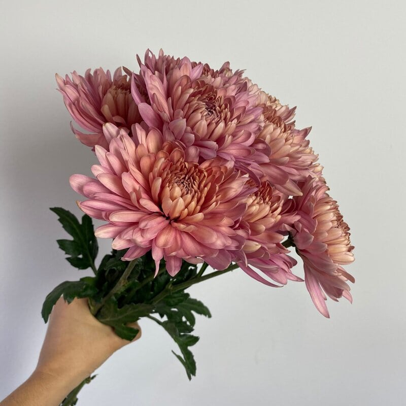 Chrysanthemum Linette - Image 3