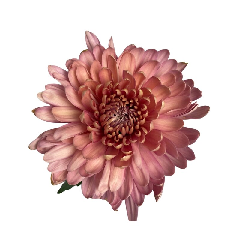 Chrysanthemum Linette