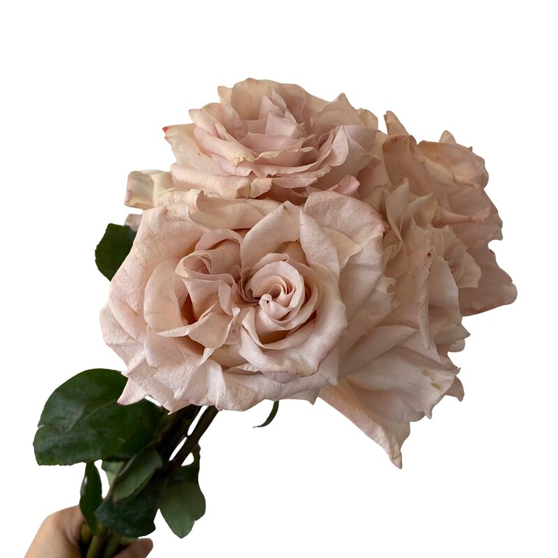 Powder Puff - Image 3