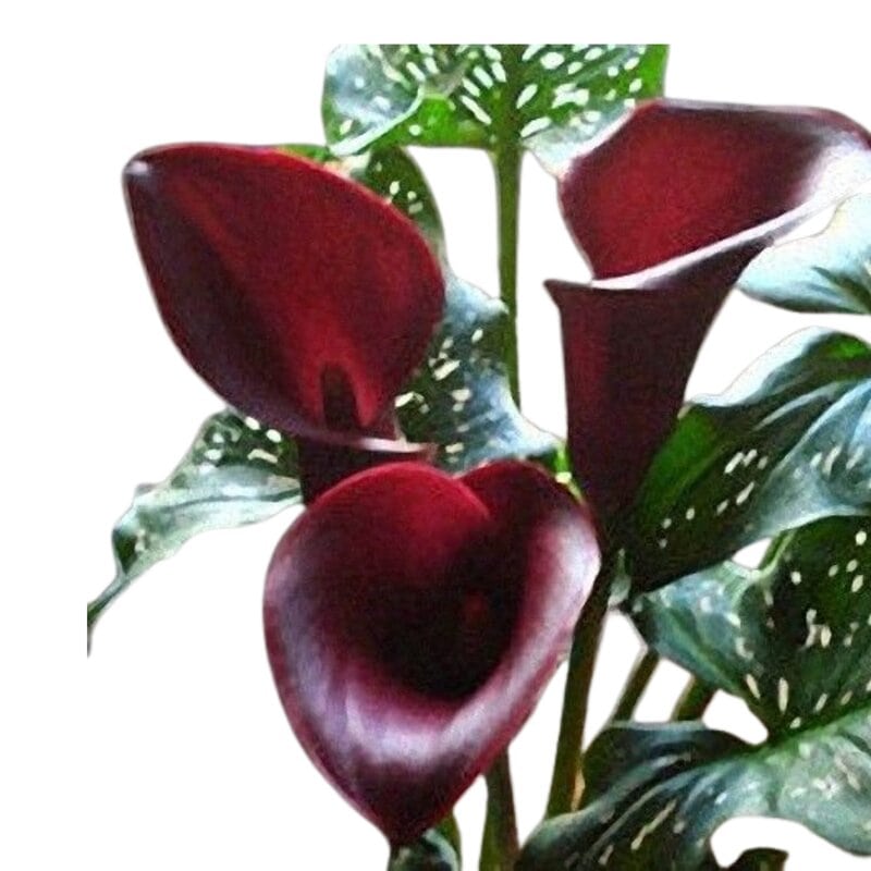 Mini Callas Hot Chocolate (Burgundy)