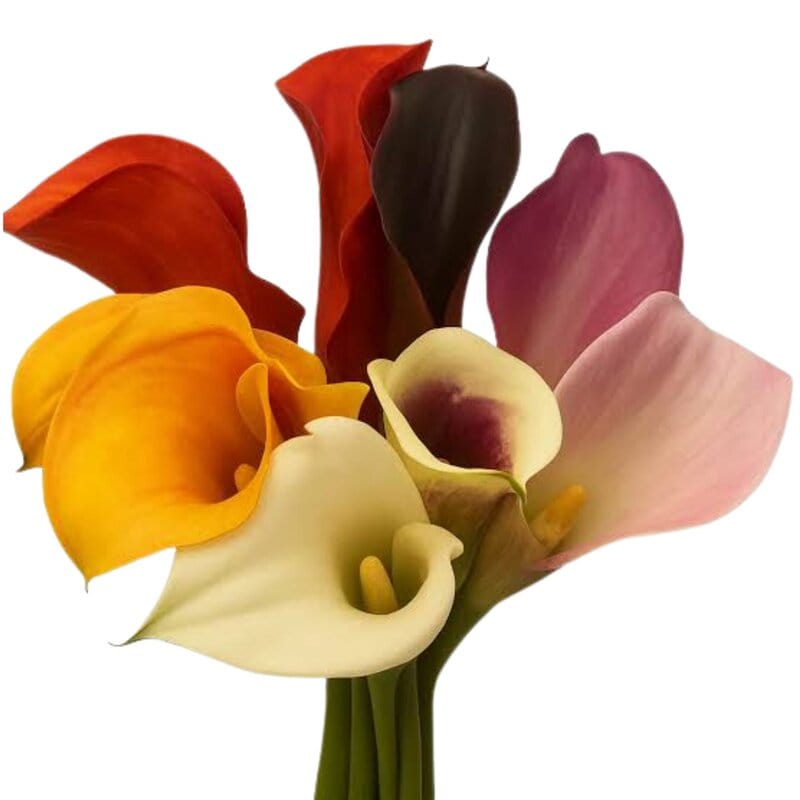 Mini Callas Assorted Box