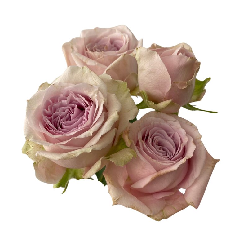 Spray Rose Portrait