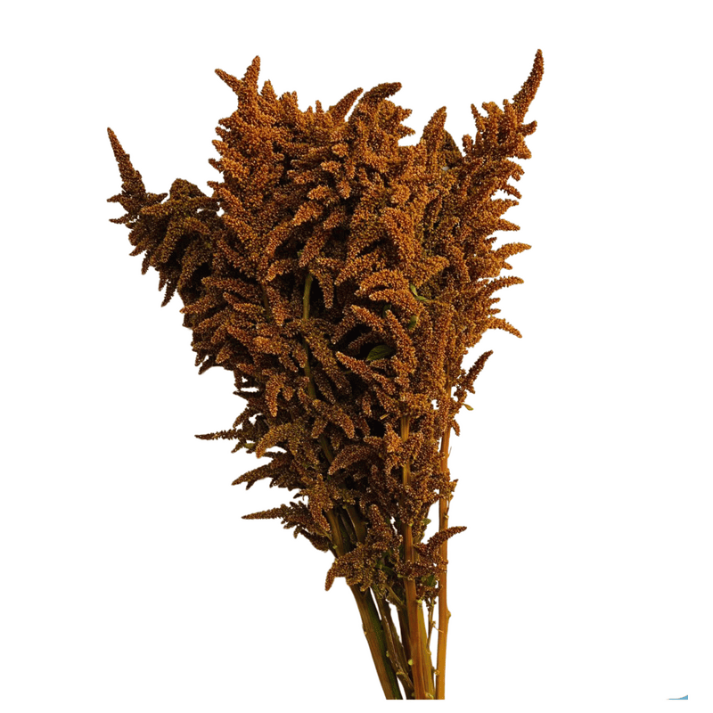 Amaranthus Upright Hot Bizcuit