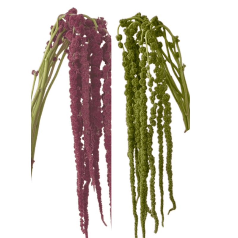 Amaranthus Hanging Mix Box (Green/Red)