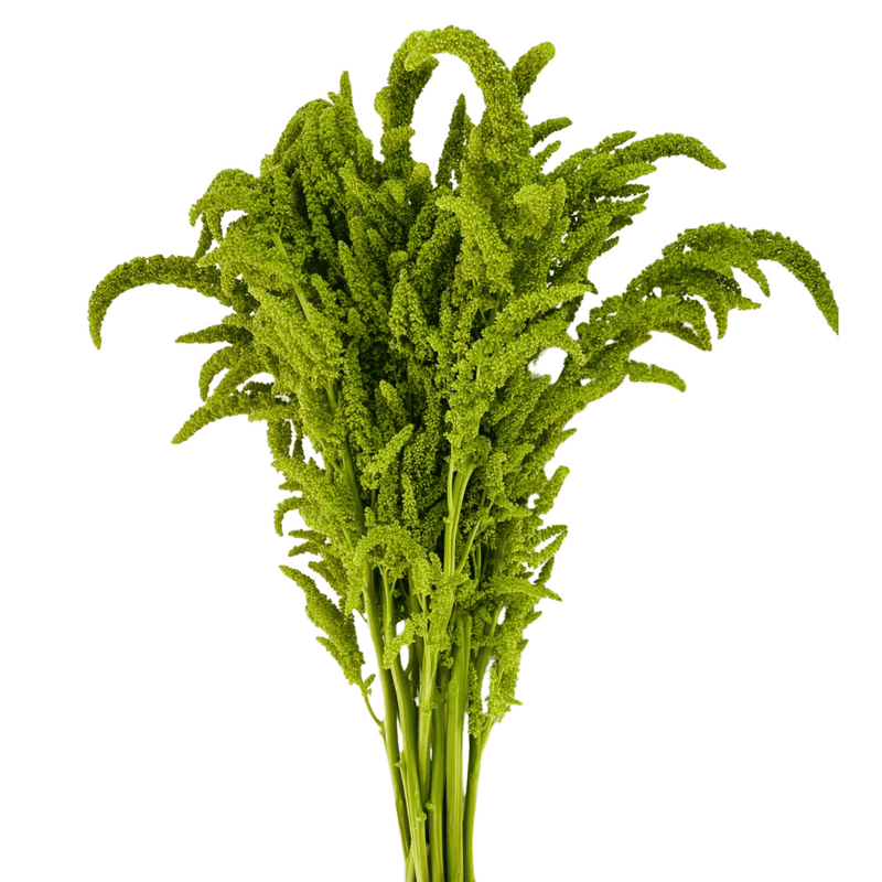 Amaranthus Upright Green