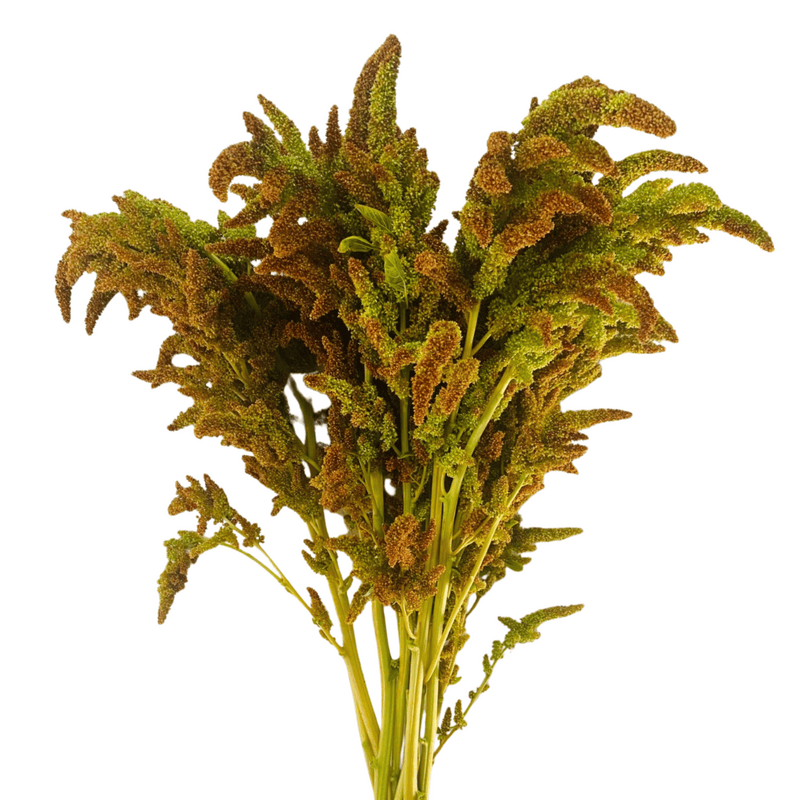 Amaranthus Upright Green-Bronze