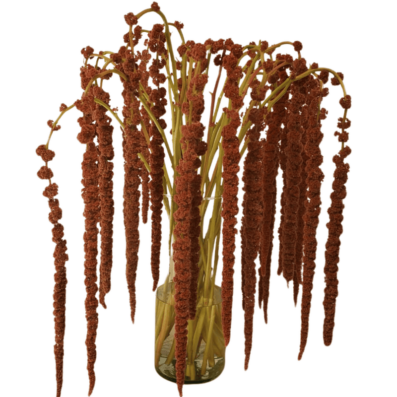 Amaranthus Hanging Bronze