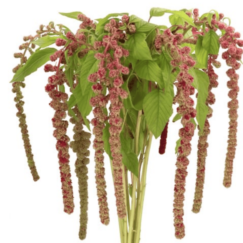 Amaranthus Hanging Mira Bicolor