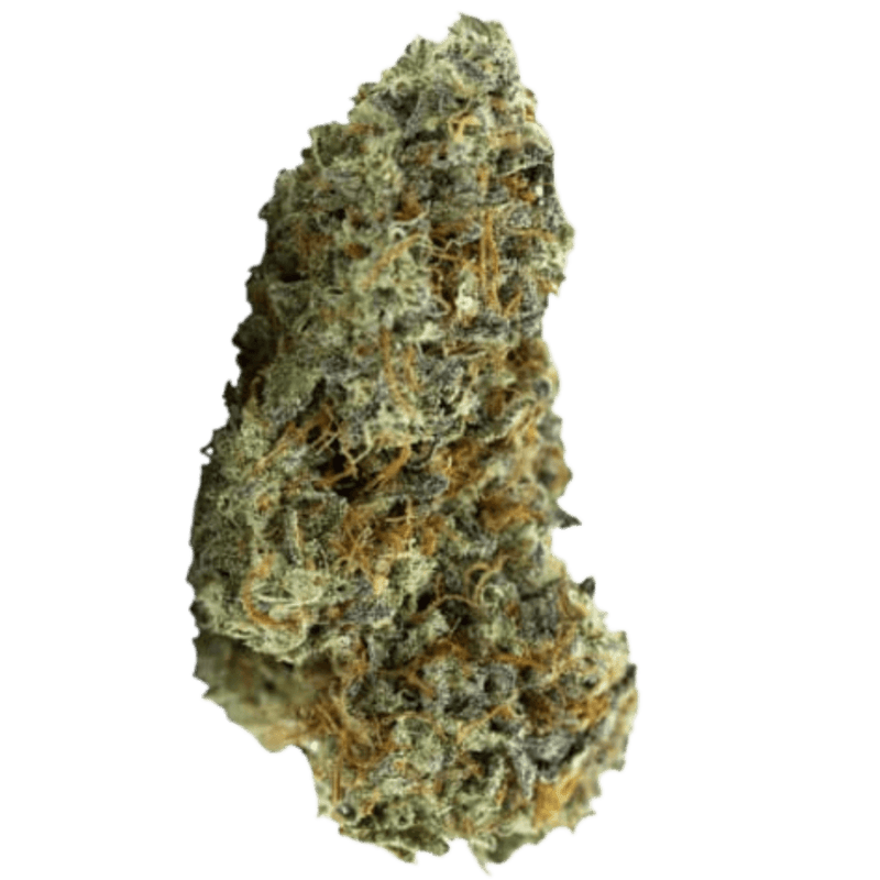 Carmel Billy's Pheno