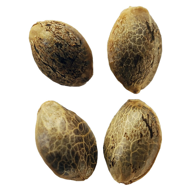 Durban Violette - Cannabis Seeds