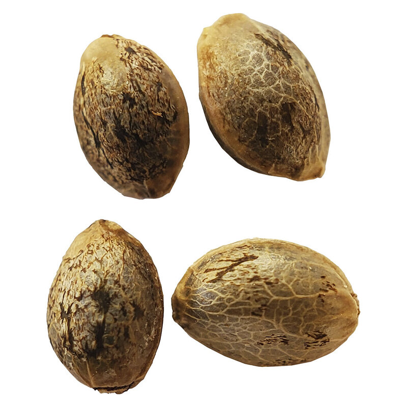 Sugar Diesel Feminized Autoflower Seeds