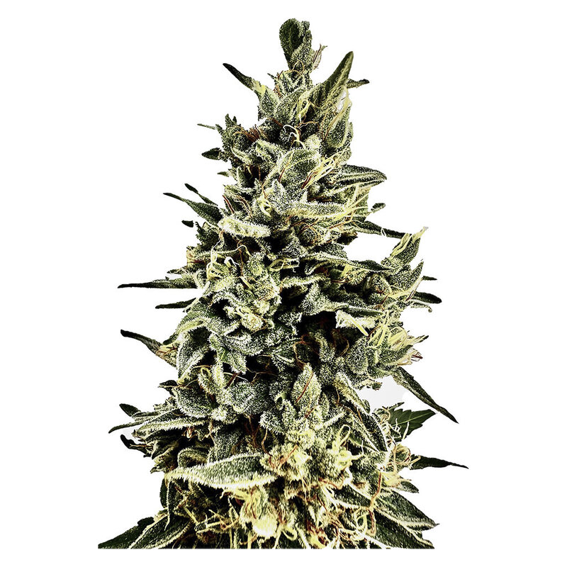 Super Mango Kush THC Auto Seeds Regular <br>Indica <br>4 Pack - Image 2