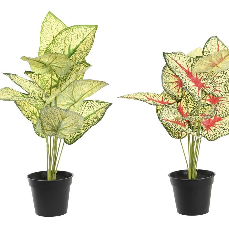 PLANTA PE PP 30X43X54 TARO 2 SURT.