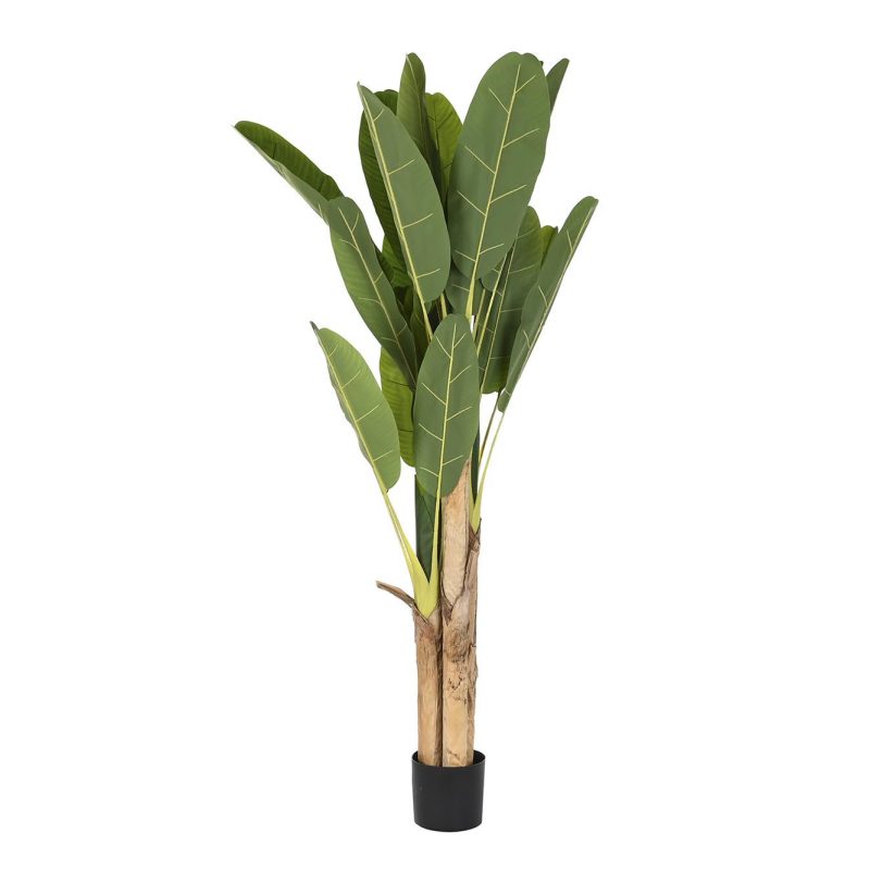 PLANTA PALMERA BANANERA. DIMENSIONES: 90X90X200