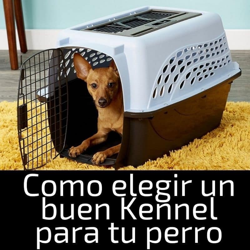 Como elegir un buen Kennel para tu perro sea grande o chico perros, animales, refugio, familia, compromiso, niño, respuesta, navidad, recompensa, cuidado, amor, atención