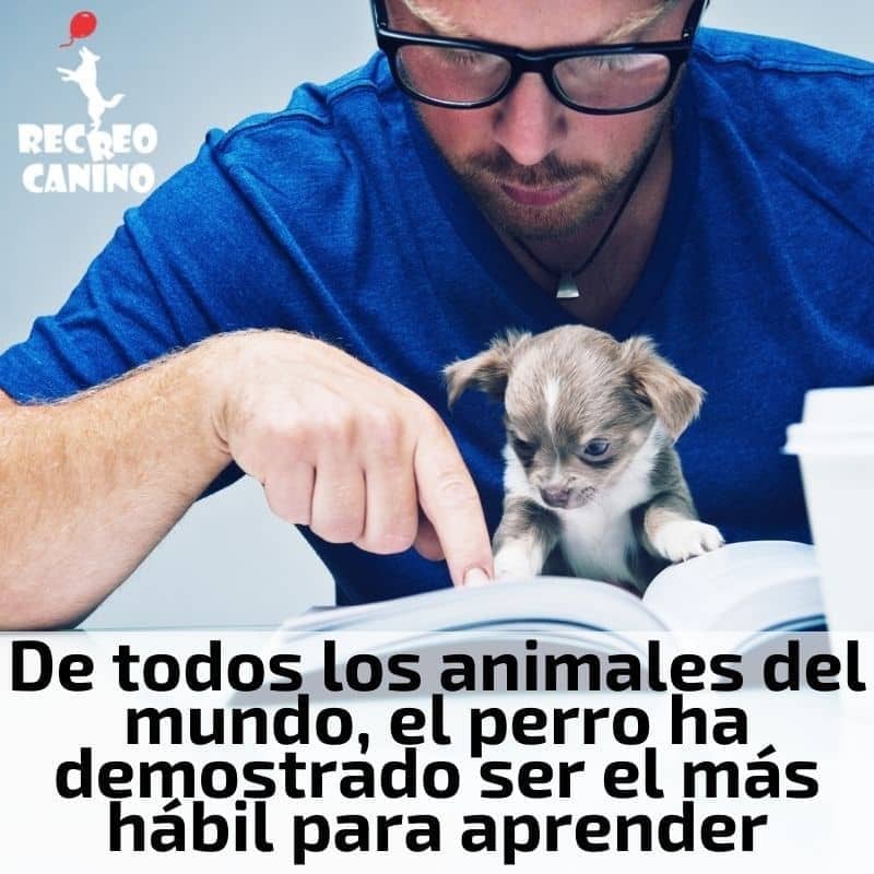 De todos los animales del mundo, el perro ha demostrado ser el más hábil para aprender perro, obediencia del perro, adiestramiento del perro