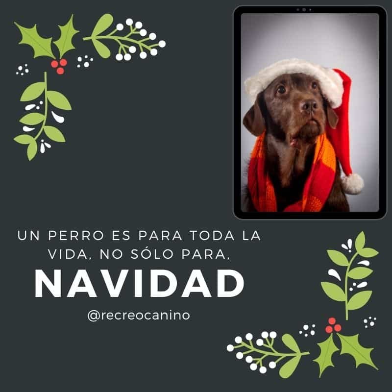 Un perro es para toda la vida, no sólo para Navidad cuadrada perros, animales, refugio, familia, compromiso, niño, respuesta, navidad, recompensa, cuidado, amor, atención