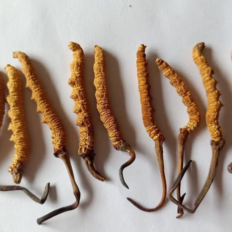 Himalayan Premium Quality Cordyceps Sinensis – Nature’s Energy & Vitality Booster