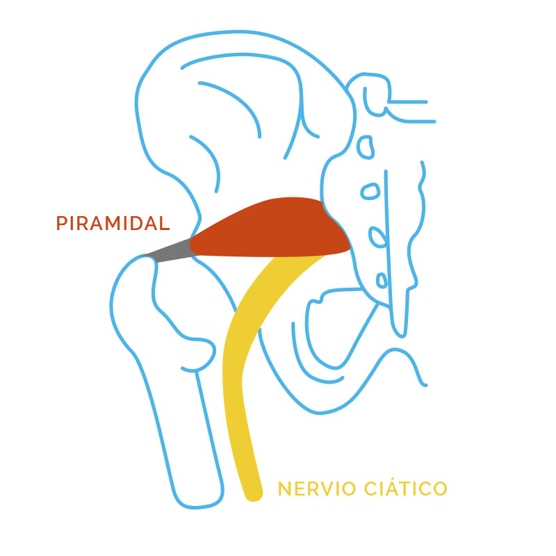 Piramidal y Nervio Ciático