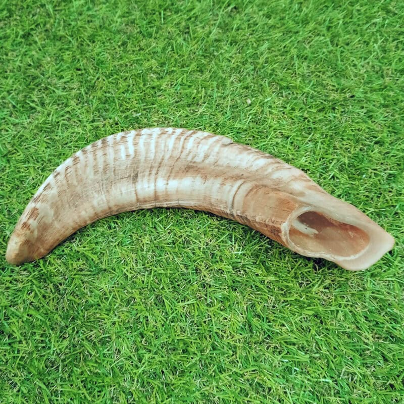 Cuerno de Carnero Mordedor Resistente