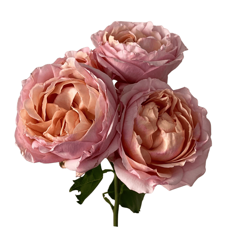 Spray Julietta *Exclusive*