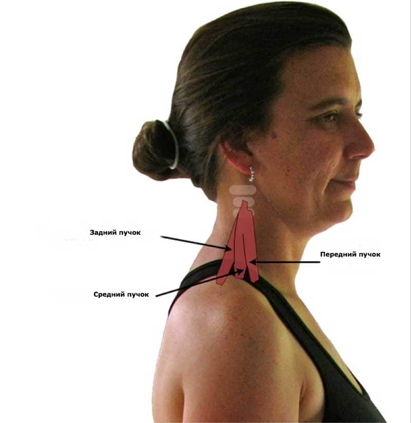 Лестничные мышцы