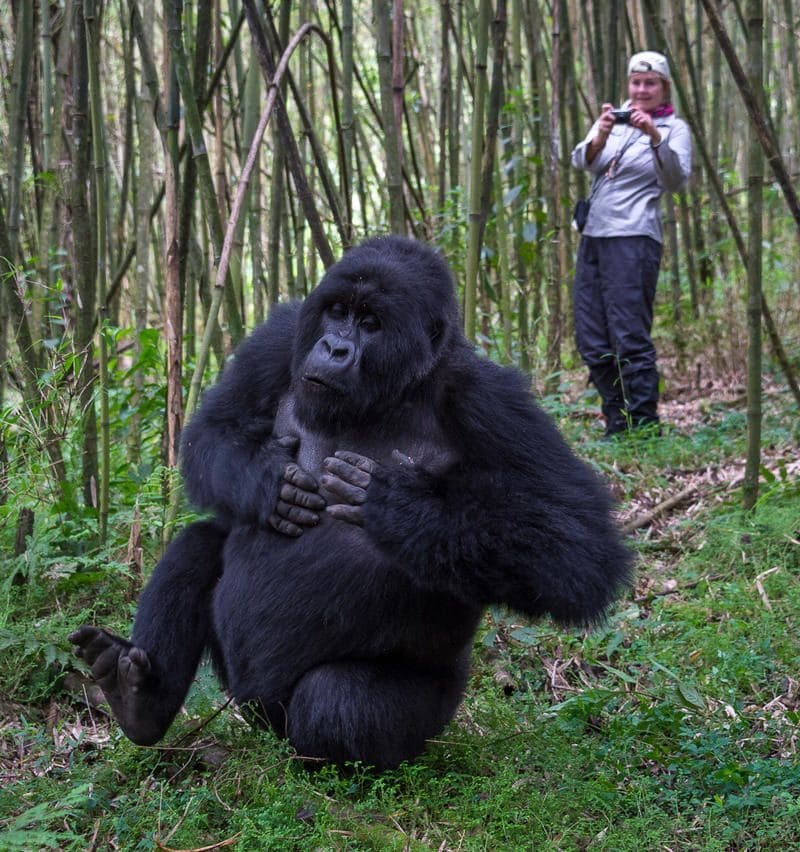 gorilla trekking
