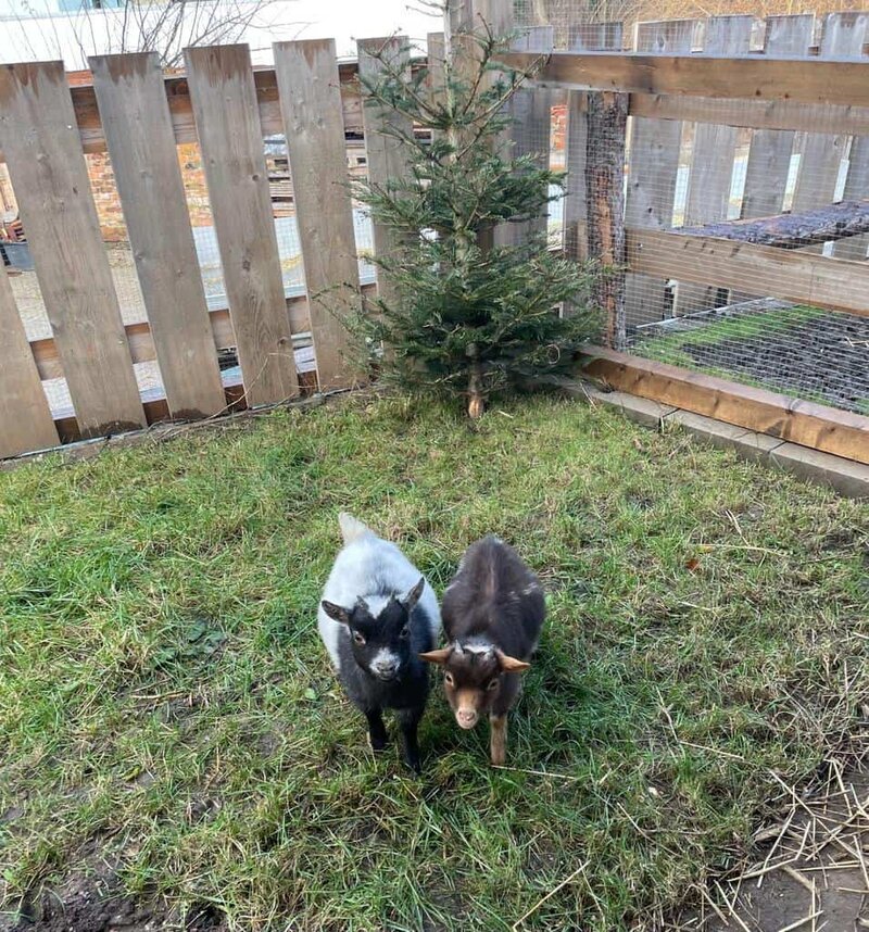 Kleines Weihnachtsbaum im Freien mit Ziegen auf dem Wellnesshof RaJa, rustikale Holzzäune, idyllische ländliche Atmosphäre, Tierfreude und Naturerlebnis, nachhaltige Tierhaltung, Erholung und Wellness im Grünen, tierfreundlicher Urlaub, ländliche Idylle, naturnahe Erfahrung, Familienurlaub mit Tieren.